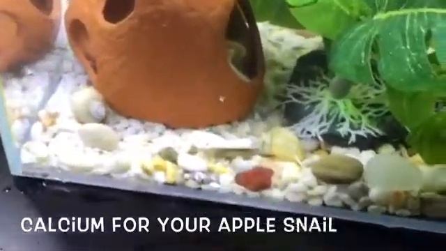 How to provide calcium for your apple snail🐌🐌 смотреть онлайн