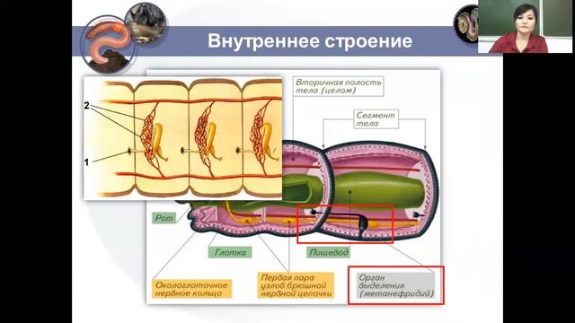 Кольчатые черви смотреть онлайн