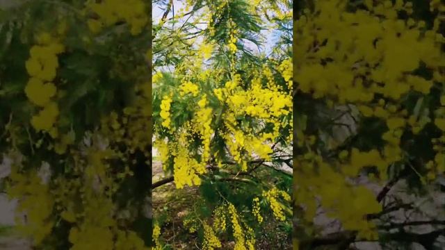 Ціплятка весняні надихають , сподіваємось , чекаєм 🇺🇦💛💙 смотреть онлайн