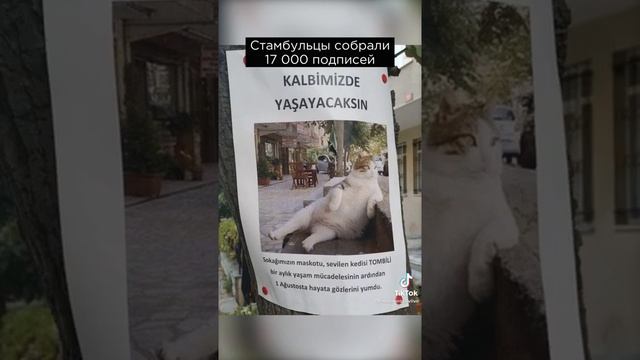 этому коту поставили памятник потому что... смотреть онлайн