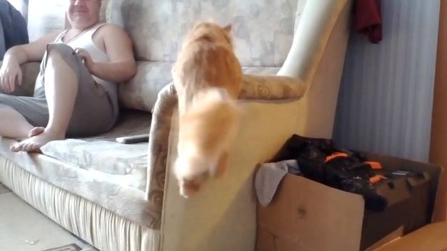 Кот Скалолаз смотреть онлайн