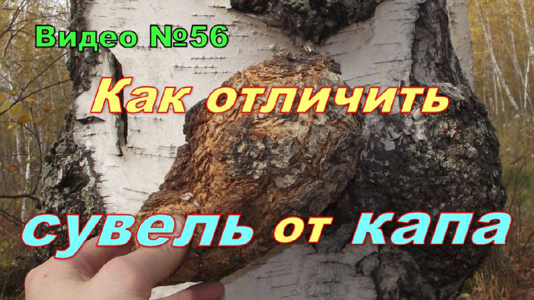 Сувель и кап,берёзовые.Признаки и отличия.Как выглядят снаружи и внутри. смотреть онлайн