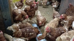 Что же такое ЛПХ