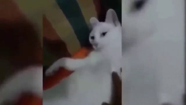 Kediyi trolleyen adam gülme garantili смотреть онлайн