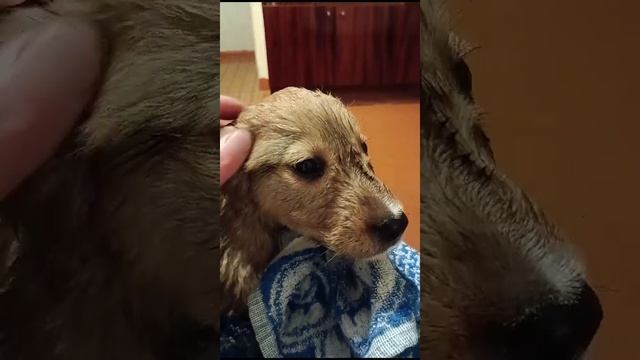 #Спасенные#dog Мне так нравиться жить смотреть онлайн