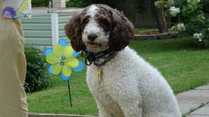 Испанская водяная собака. Итоги ОКД: непослушание, тревожность, хозяин-адвокат.