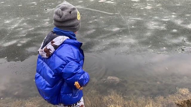 Черепаха в московском пруду! смотреть онлайн