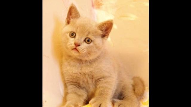 Лиловые британские котята смотреть онлайн