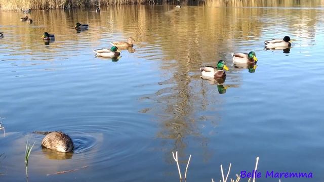 Muskrat frolicking on the lake.Мускусная крыса резвится на озере. смотреть онлайн