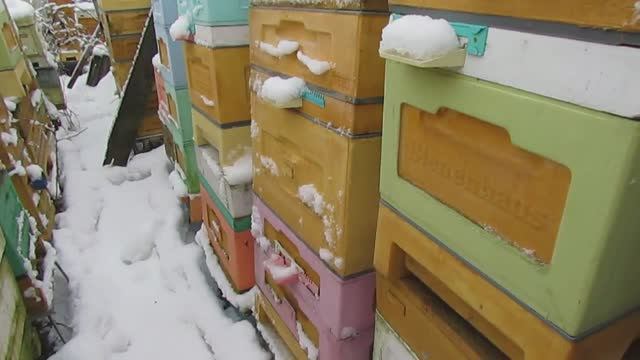 гибнут пчелы в декабре, вылетают на улицу и замерзают - пчелы после обработки не вылетают 1.01.2025 смотреть онлайн