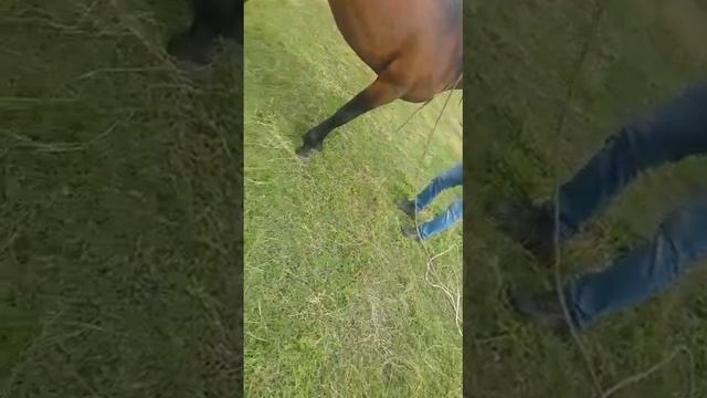 Объезжают лошадь