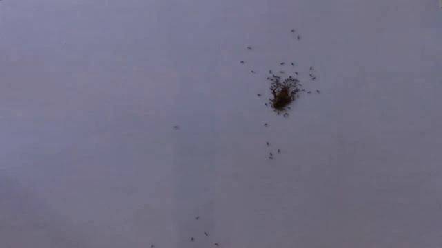 Paratrechina longicornis cooperative transport - Tempe, AZ смотреть онлайн