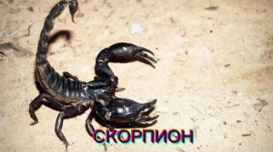 КАК ГОВОРИТ СКОРПИОН / ЗВУКИ СКОРПИОНА 🦂

#скорпион #звуки_скорпиона #как_говорит_скорпион #звуки