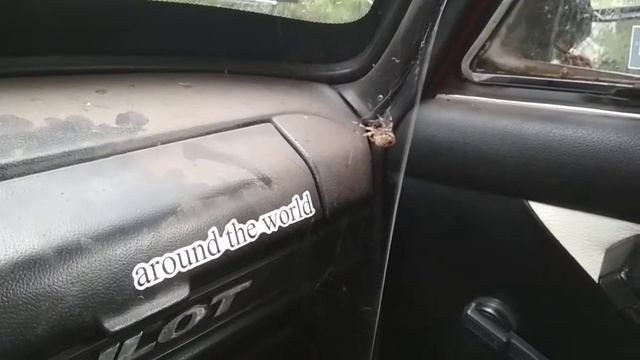 паук поймал муху смотреть онлайн