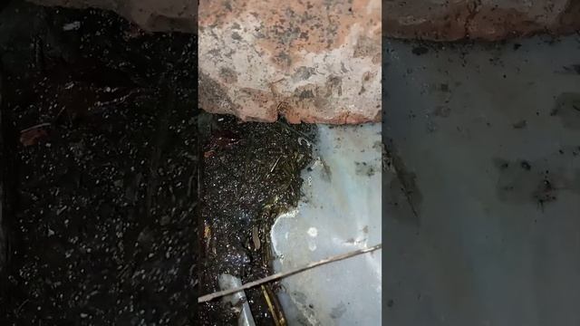 И СНОВА ВОДЯНОЙ СКОРПИОН В ПРУДУ! смотреть онлайн