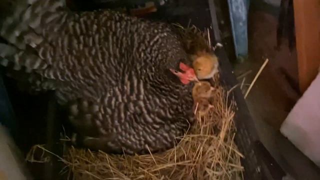 ХОРОШИЕ НОВОСТИ курочка высидела цыплят смотреть онлайн
