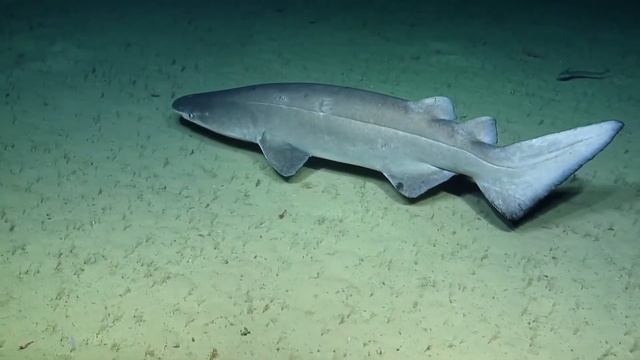 RELAX Deep Ocean (Nautilus Expedition 2019) part2 смотреть онлайн