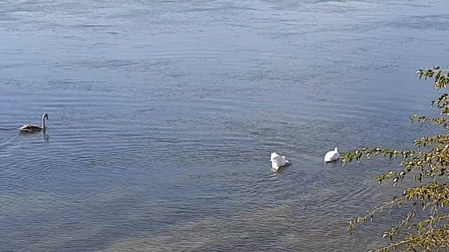 Лебеди и лебедята в солнечных лучах тёплого бабьего лета. Третий лишний? #днестрсегодня смотреть онлайн