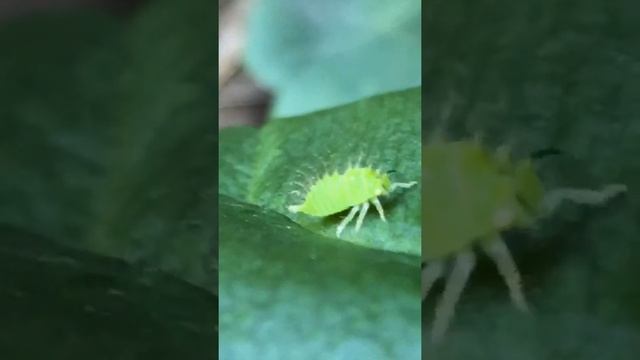 Ladybug larva kisses treehopper nymph while ant watches смотреть онлайн
