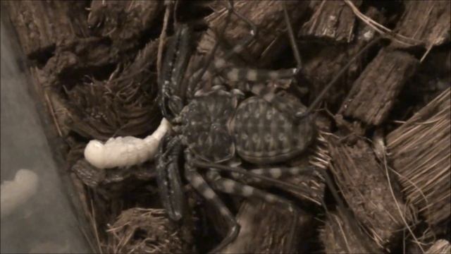 damon variegatus (whip scorpion) vs chrysalis смотреть онлайн