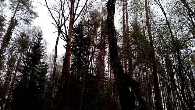 Прогулка по лесу. Чага, рога лося, металлолом. Встреча с гадюкой. смотреть онлайн
