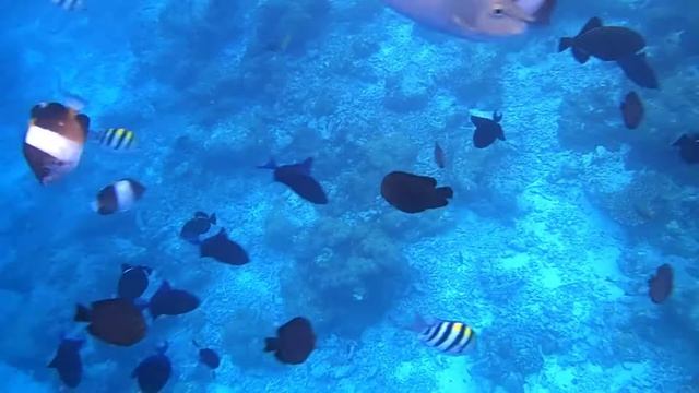 Ukulhas Maldives Fish Frenzy смотреть онлайн