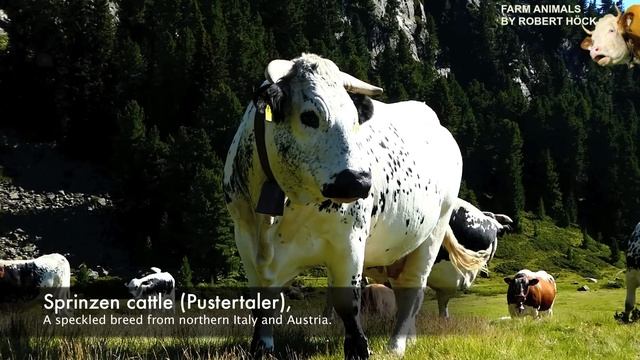 REAL FARM ANIMAL SOUNDS WITHOUT MUSIC, for children and parents - cow mooing for kids, Kuh muht смотреть онлайн