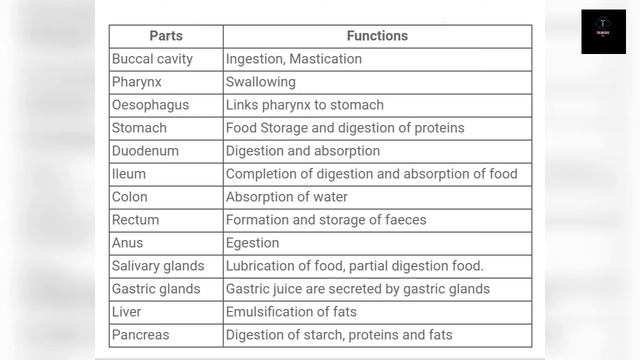 Nutrition in Human beings | Alimentary canal parts and functions | Summary of Digestive processes C смотреть онлайн