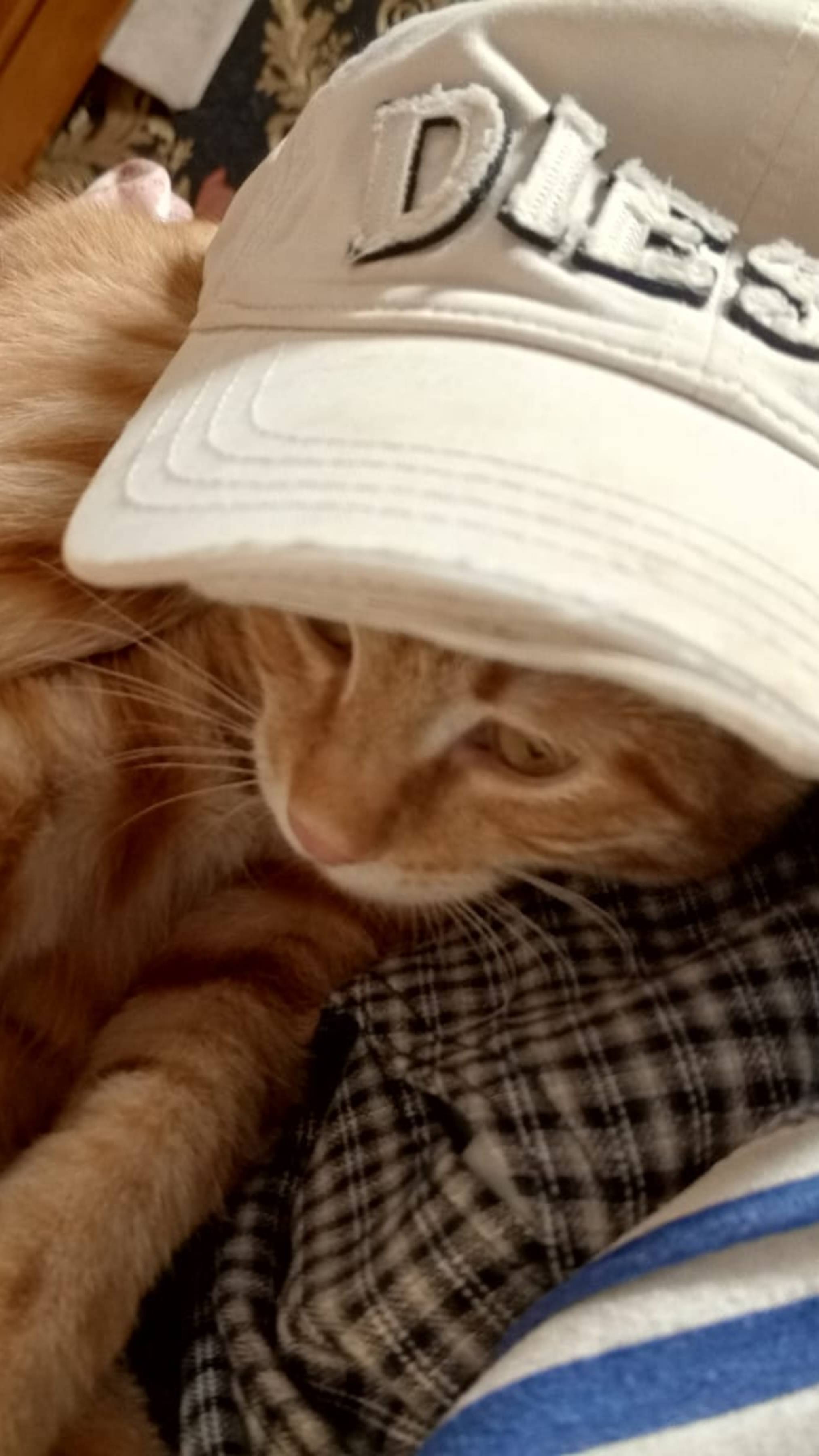 Котёнок. Кот. Любопытство. #Shorts