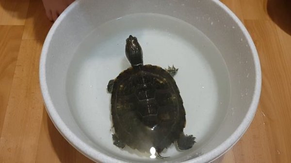 Черепаха #тортилла кушает живца.