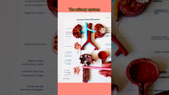 Human Urinary System #healthvideos #healthtips