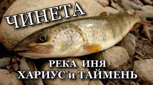ЧИНЕТА. Хариус и Таймень. Рыбалка Река Иня Алтайский край.