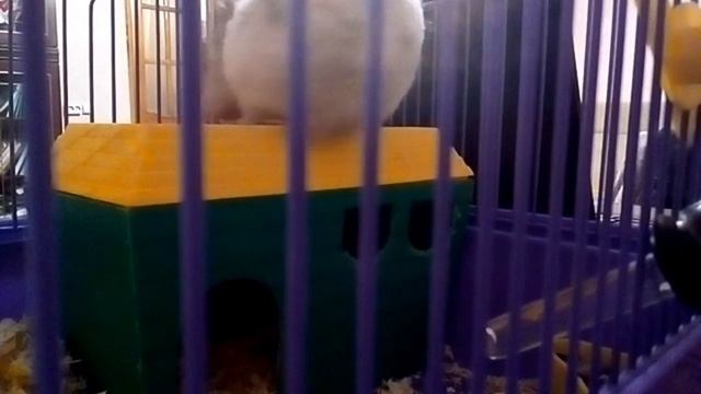 Хом-ки впервые вышел из клетки смотреть онлайн