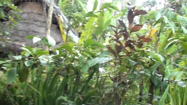 Кто  выкакивает кофе Лювак! Бали.Индонезия