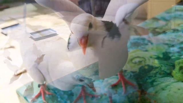 Друзья как вам мои пискуны. Friends, how do you like my pigeons смотреть онлайн
