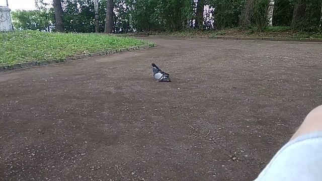 Голуби целуются =) смотреть онлайн