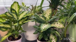 Обзор комнатных растений. Октябрь 2024