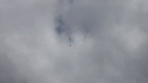 полёт Будапештских высоколётных голубей 31 08 2022г