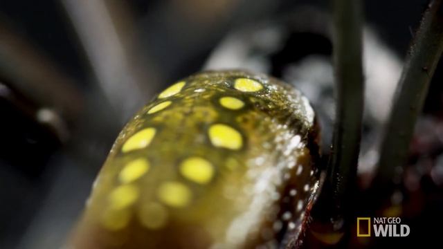 A Truly Golden Spider | Untamed смотреть онлайн