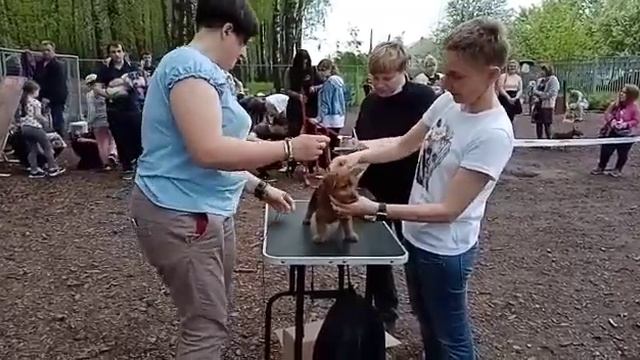 выводка молодняка, КЦ "Аверс" щенок Австралийского терьера, питомник ЯКОГОР (желтый ошейник) 1 смотреть онлайн