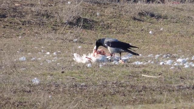 Серая ворона, Е. Алмаева смотреть онлайн