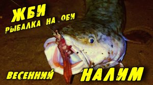 ВЕСЕННИЙ НАЛИМ.  Ловля Налима весной. Рыбалка на Оби.