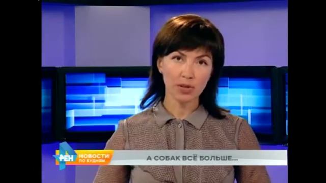 Собаки иркутск смотреть онлайн