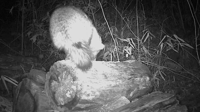 Жующий тануки смотреть онлайн