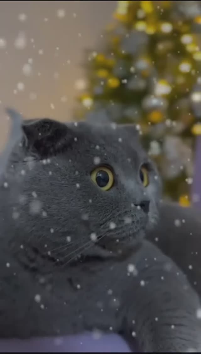 С Новым Годом! Счастливого всем Нового 2025 года! смотреть онлайн