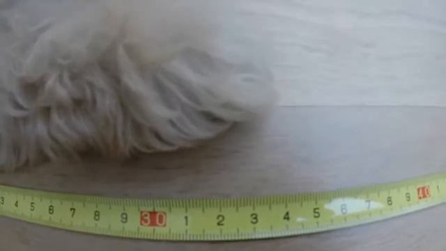 Puppy Size and Weight / Life of Pancho / Day #5 смотреть онлайн