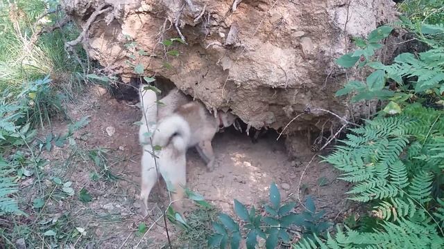 Охота на барсука с лайками 2017. Охота на барсука с собаками. Барсук охота. смотреть онлайн