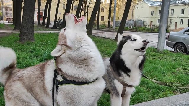 Сибирские хаски Итон и Кольд поздравляют всех с Днём Победы!