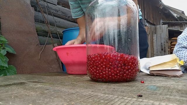 Собираю Зверобой и Иван-Чай. Желе из красной смородины. смотреть онлайн