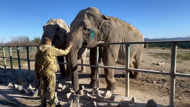 УРА! Слониха Джени ПОШЛА НА ПОПРАВКУ, а слониха Магда ЗДОРОВО ПРИДУМАЛА! смотреть онлайн